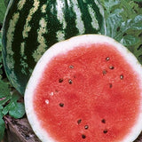 PBN Watermelon 'Crimson Sweet'