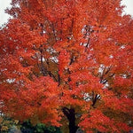 Acer 'Autumn Flame' Maple Tree