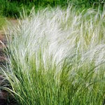 Grass Stipa 'Pony Tails'