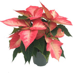 6.5 inch Christmas Beauty Princess Poinsettia