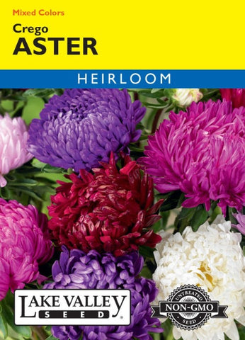 ASTER CREGO MIXED COLORS