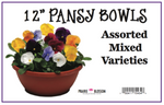 12" Pansy Bowl (Assorted Colors)