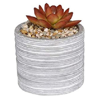 alpine succulents Alpine Decorative Succulent w/pot – Prairie Blossom Nursery