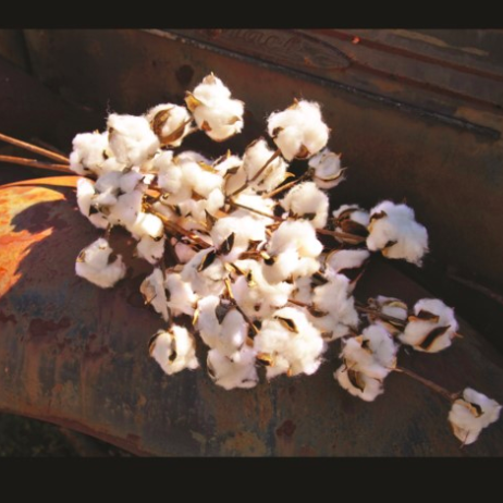 PHC Large Cotton Stem