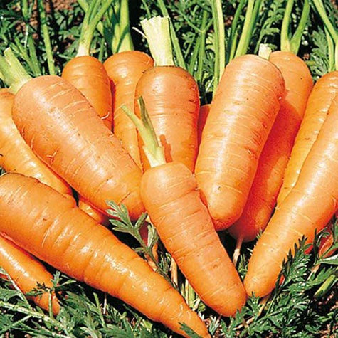 PBN Carrots Danver's Half Long