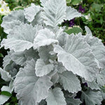 Dusty Miller 'New Look®'