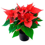 4.5 inch Poinsettia Red