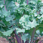 Kale 'Russian Red'