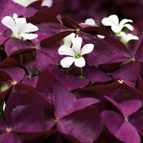 Oxalis Triangularis