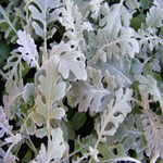 Dusty Miller 'Silver Dust'