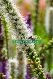 Liatris 'Alba' (Gayfeather)