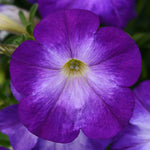 Petunia Colorblitz™ Bluerific
