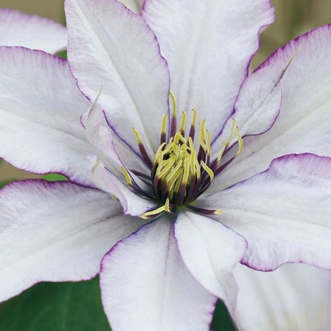 Clematis Samaritan Jo