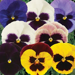 Pansy Viola Colossus® Mix Blotch