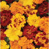 Marigold Durango® Series