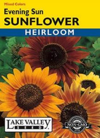 Sunflower Evening Sun Mixed Colors