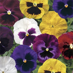 Pansy Viola Colossus™ Mix