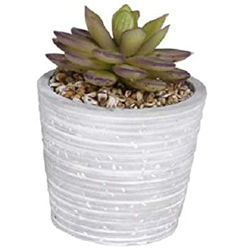 alpine succulent plants Alpine Decorative Succulent w/pot – Prairie Blossom Nursery