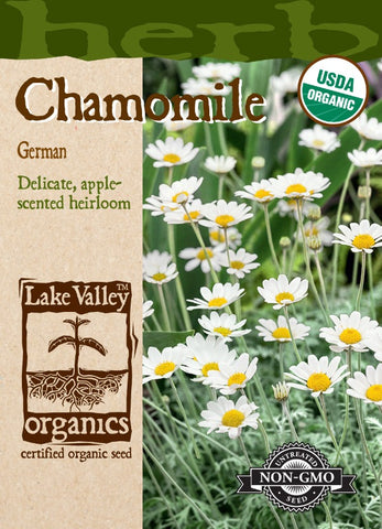 Organic Chamomile German Apple Scented Heirloom