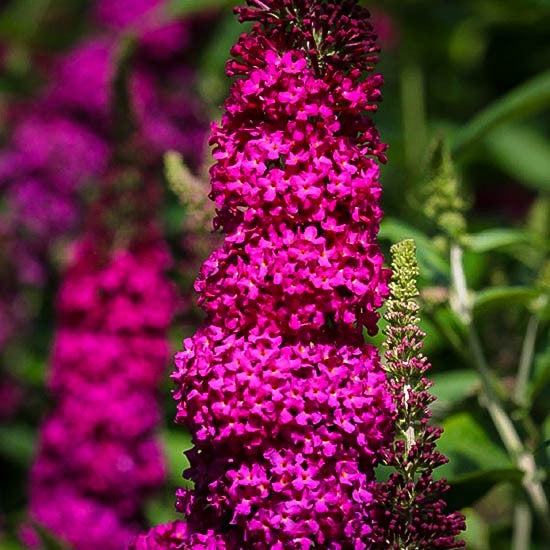 Buddleia Miss Molly Butterfly Bush PP23425