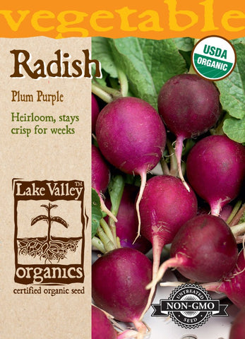 Organic Radish Plum Purple Heirloom
