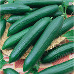 PBN Cucumber 'Tender Green' Burpless / 15 seeds