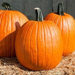 JF  Carving Pumpkins & Ornamental Gourds
