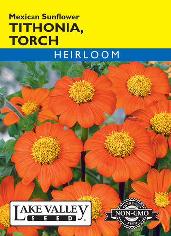 Tithonia Torch (Mexican Sunflower)