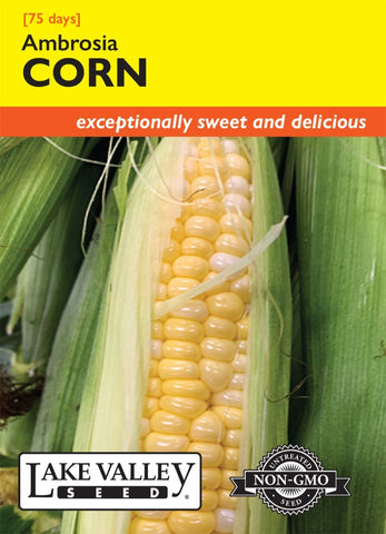 Corn Sweet Ambrosia Hybrid