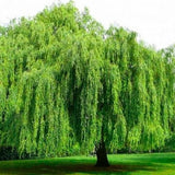Salix Wisconsin Weeping Willow Tree