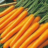 PBN Carrot 'TenderSweet'