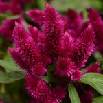 Celosia argentea Intenz Dark Purple™