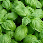 Basil 'Italian'