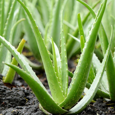 Aloe barbadensis 'Aloe Vera'