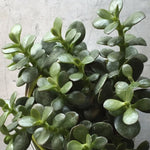 Crassula ovata 'Baby Jade' Plant
