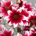 Coreopsis 'Satin and Lace' Berry Chiffon (Tickseed)