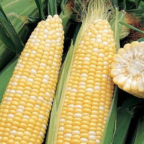 PBN Corn 'Sweet Ambrosia'