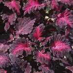 Coleus Black Dragon 