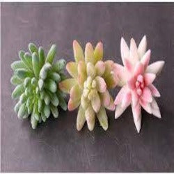 Artificial White Pink Frosted Succulent Silk