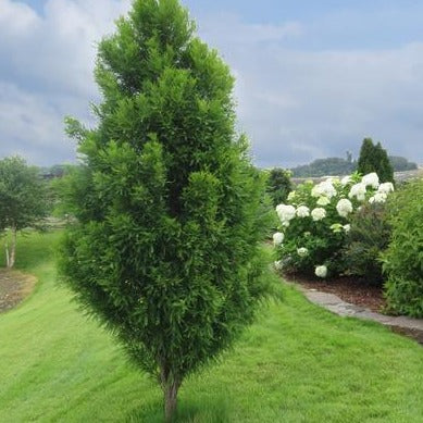 Taxodium Lindsey’s Skyward™ Bald Cypress Tree PP22812