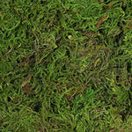 Super Moss Forest Moss Preserved 2.5 oz.