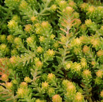 Sedum Gold Digger Stonecrop