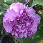 Althea 'Blueberry Smoothie™' PP26662