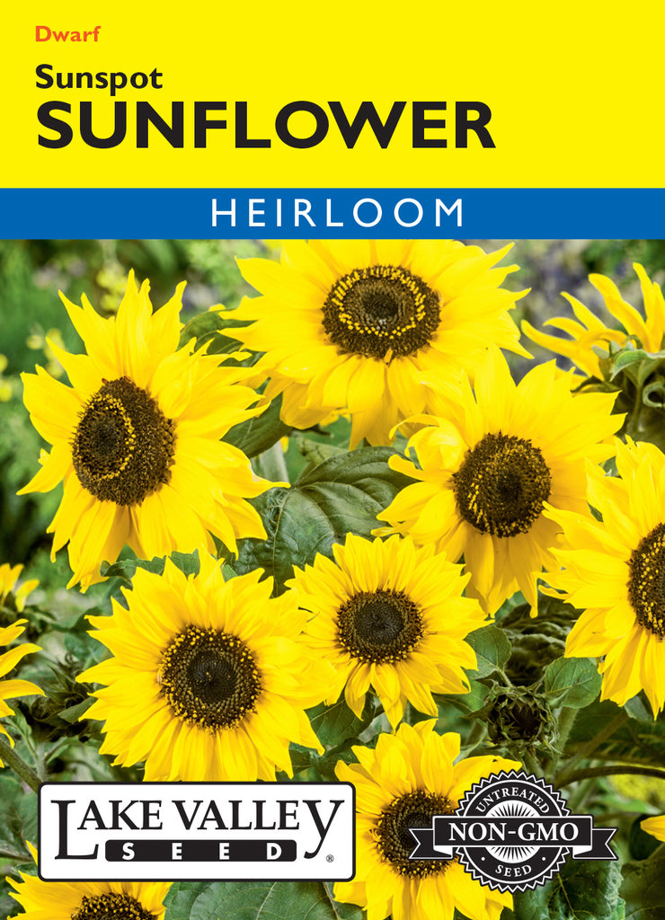 SUNFLOWER SUNSPOT DWARF HEIRLOOM – Prairie Blossom Nursery