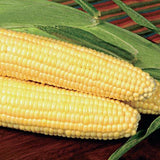 PBN Corn 'Sweet Bodacious'
