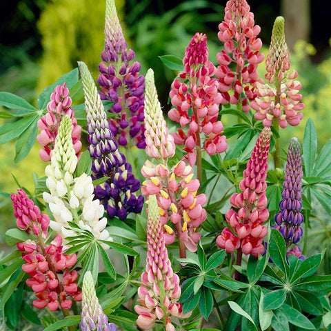 Lupinus 'Gallery Series' (Lupine)