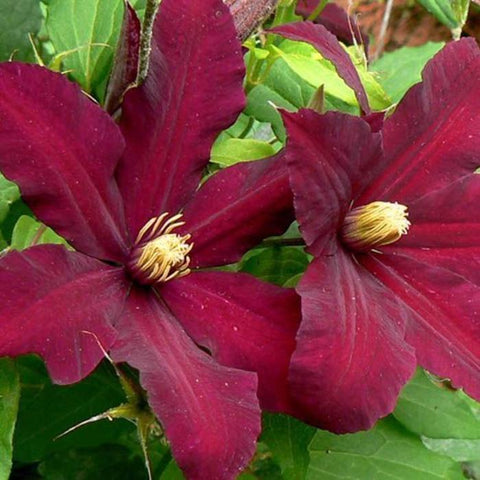 Clematis Niobe