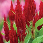 Celosia plumosa First Flame™ Series