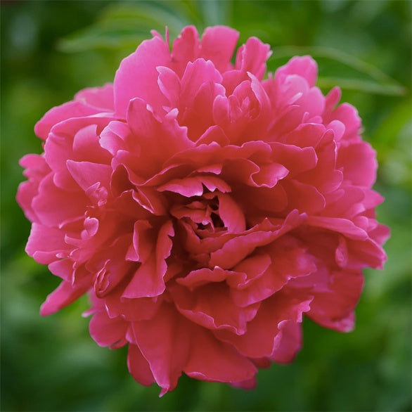 Paeonia '#2 Gallon Peony Pot – Prairie Blossom Nursery