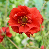 Geum Double 'Bloody Mary'